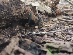Geoglossum difforme