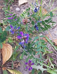 Astragalus laxmannii