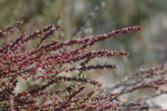 Suaeda calceoliformis