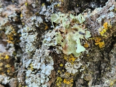 Myelochroa aurulenta