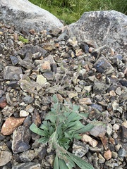 Phacelia hastata