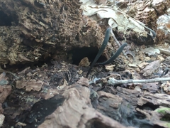 Geoglossum difforme