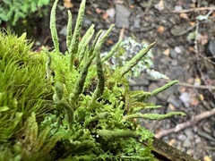 Cladonia ochrochlora