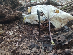 Geoglossum difforme