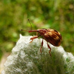 Anthonomus rectirostris