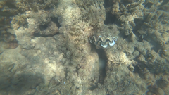 Tridacna