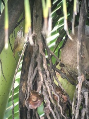 Cantorchilus leucotis