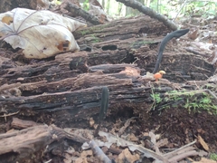 Geoglossum difforme