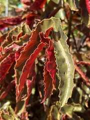 Begonia coccinea
