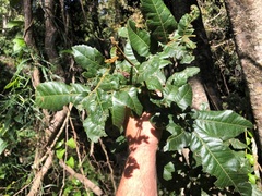 Alectryon tomentosus