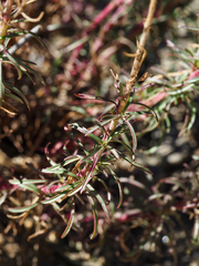 Penstemon heterophyllus