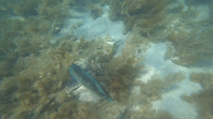 Choerodon schoenleinii