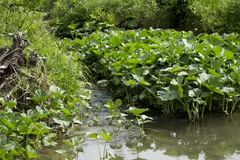 Petasites radiatus