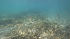 Sepioteuthis lessoniana