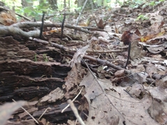 Geoglossum difforme