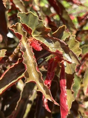 Begonia coccinea