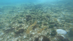 Sepioteuthis lessoniana