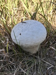 Lycoperdon utriforme