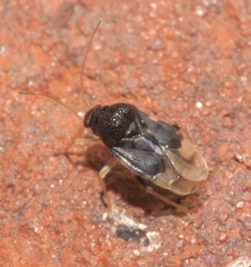 Pycnoderes