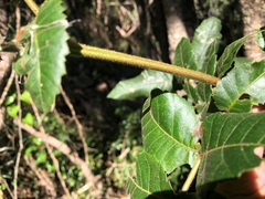 Alectryon tomentosus