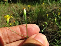 Croptilon divaricatum