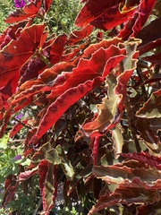 Begonia coccinea