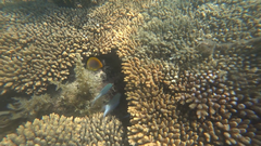 Chaetodon aureofasciatus