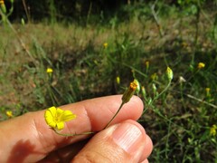 Croptilon divaricatum