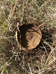 Lycoperdon utriforme