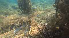 Acanthochromis polyacanthus