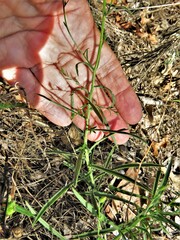 Croptilon divaricatum