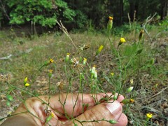 Croptilon divaricatum