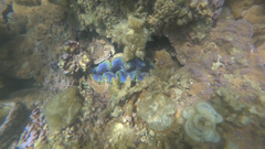 Tridacna