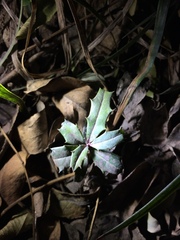 Ilex cornuta
