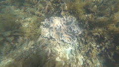 Anthozoa