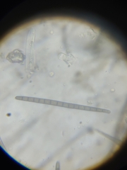 Geoglossum difforme
