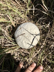 Lycoperdon utriforme