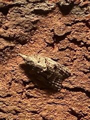 Platynota idaeusalis