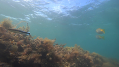 Labroides dimidiatus