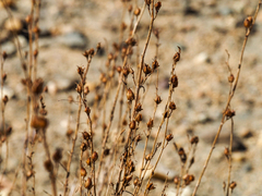 Penstemon heterophyllus