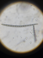 Geoglossum difforme