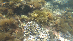 Acropora