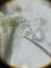 Geoglossum difforme