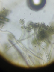 Geoglossum difforme