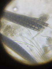 Geoglossum difforme