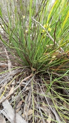 Glischrocaryon behrii