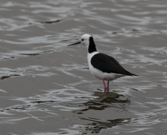 Himantopus leucocephalus