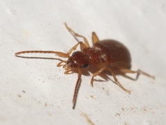 Zuphioides