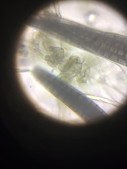 Geoglossum difforme