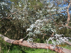 Eucalyptus cinerea